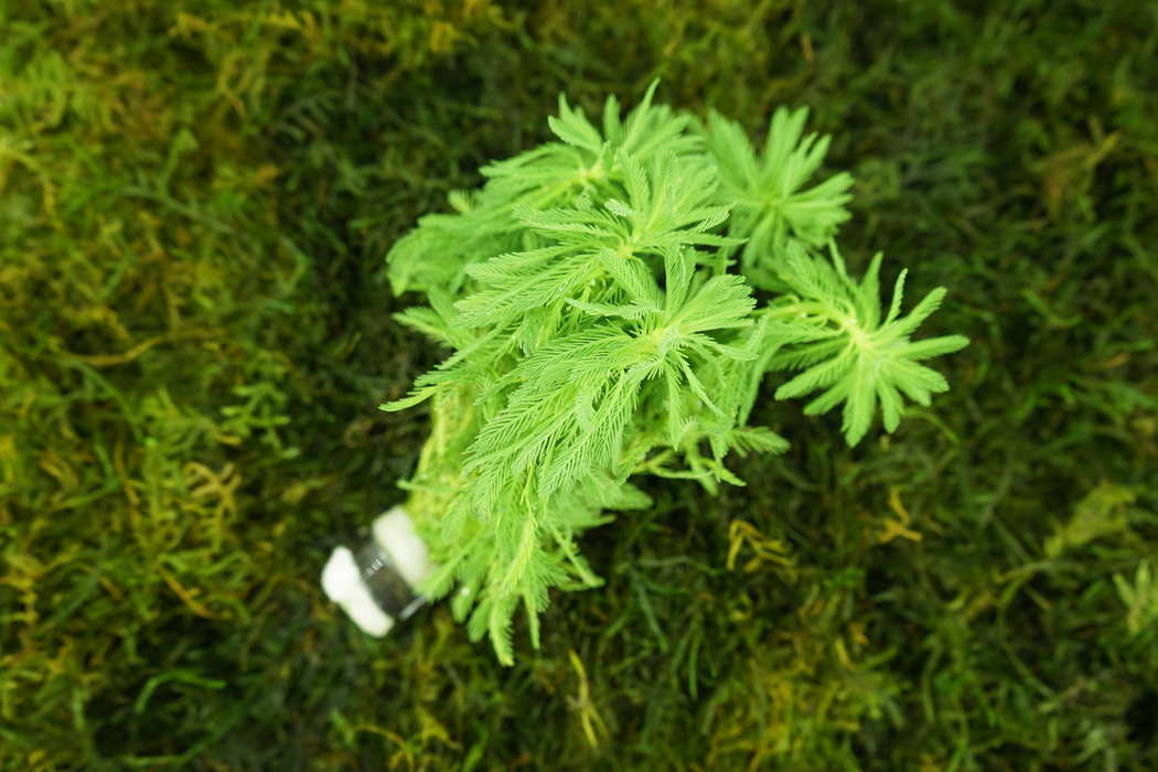 Parrot's Feather - Myriophyllum Aquaticum - Bundle