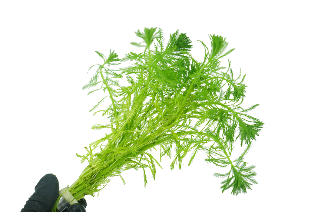 Parrot's Feather - Myriophyllum Aquaticum - Bundle