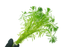 Parrot's Feather - Myriophyllum Aquaticum - Bundle