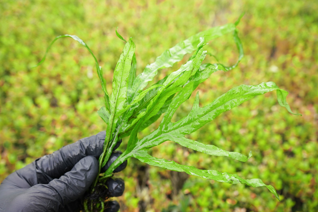 Java Fern - Microsorum Pteropus Trident - Bare Root