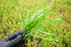 Java Fern - Microsorum Pteropus Trident - Bare Root