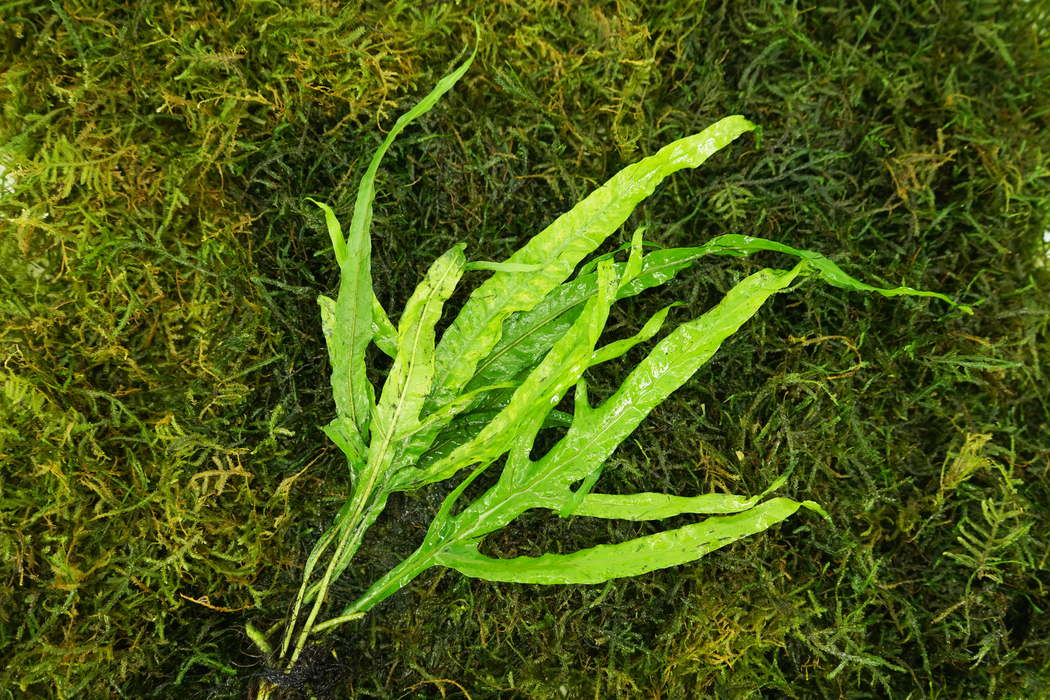 Java Fern - Microsorum Pteropus Trident - Bare Root