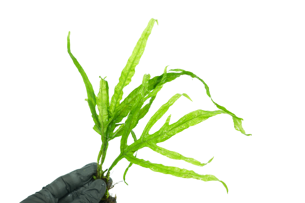 Java Fern - Microsorum Pteropus Trident - Bare Root — GreenproAquatic