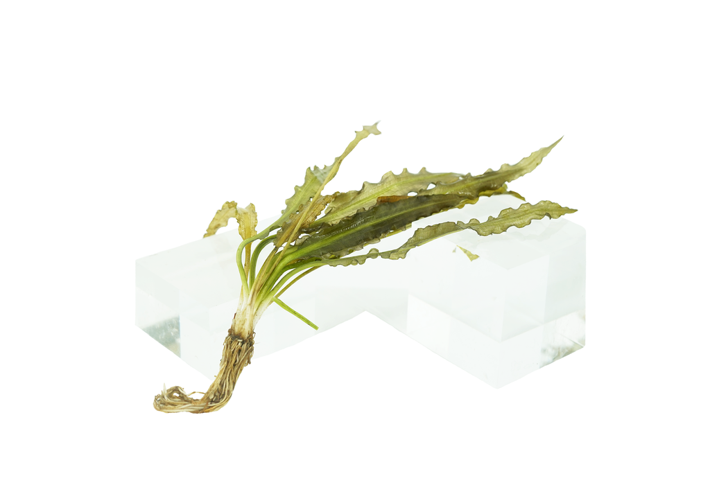 Ruffled Sword - Aponogeton Crispus - Medium - Bulb