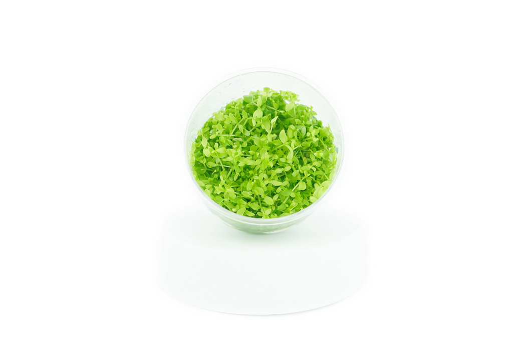 Micranthemum Monte Carlo - Tissue Culture