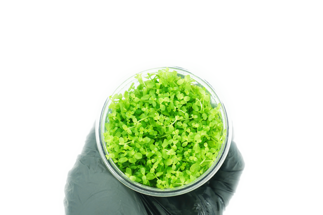 Micranthemum Monte Carlo - Tissue Culture