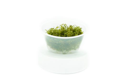 Christmas Moss - Vesicularia Sp Christmas - Portion - In Cup