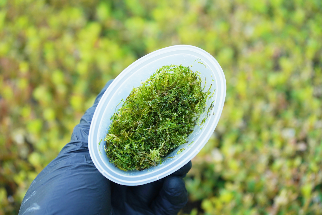 Christmas Moss - Vesicularia Sp Christmas - Portion - In Cup