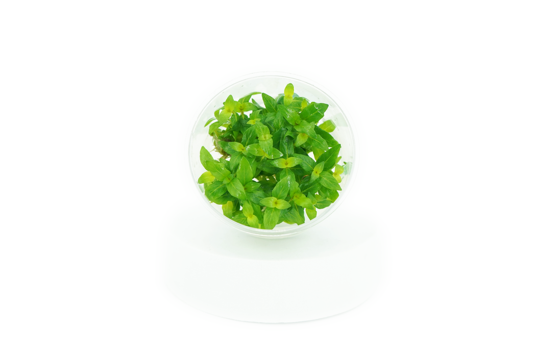 Staurogyne Repens - Tissue Culture