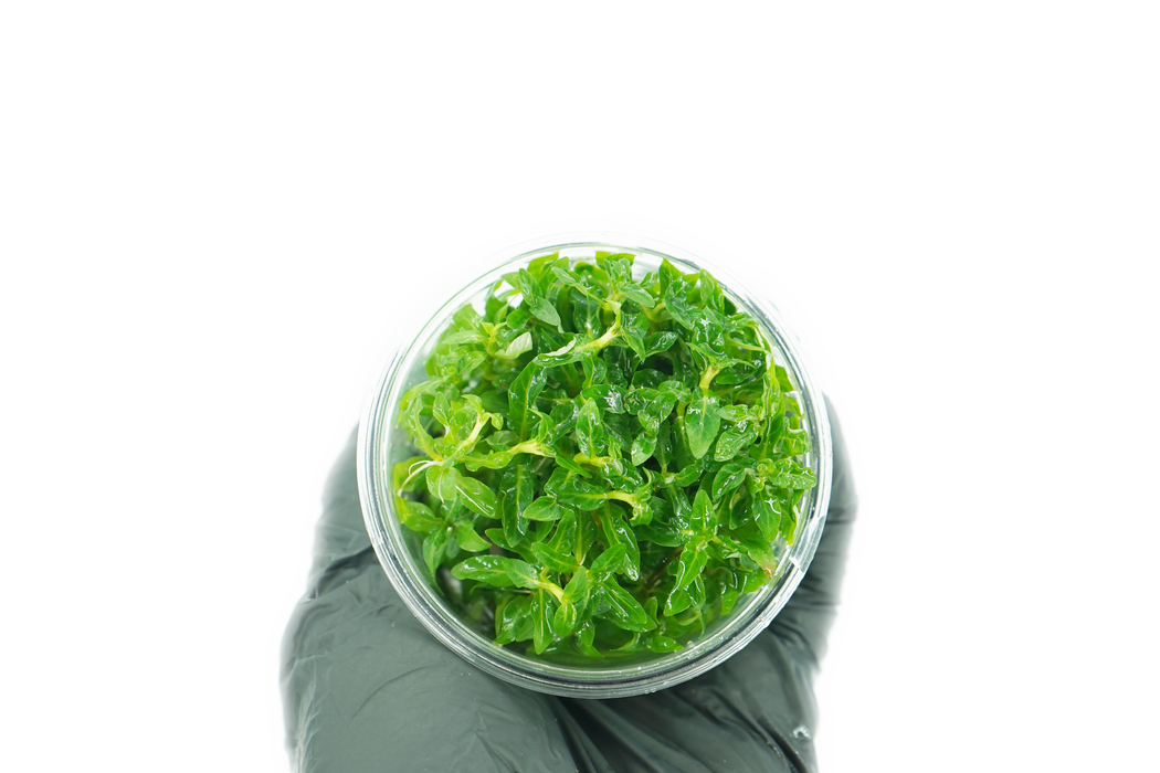 Staurogyne Repens - Tissue Culture