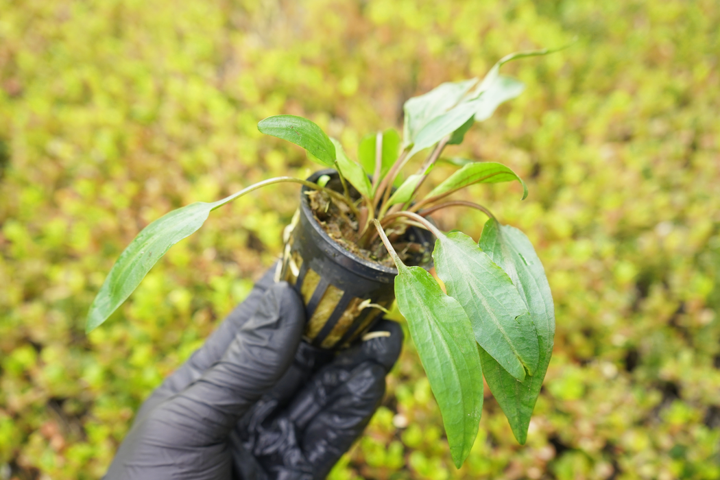 Cryptocoryne Wendtii Red - Potted