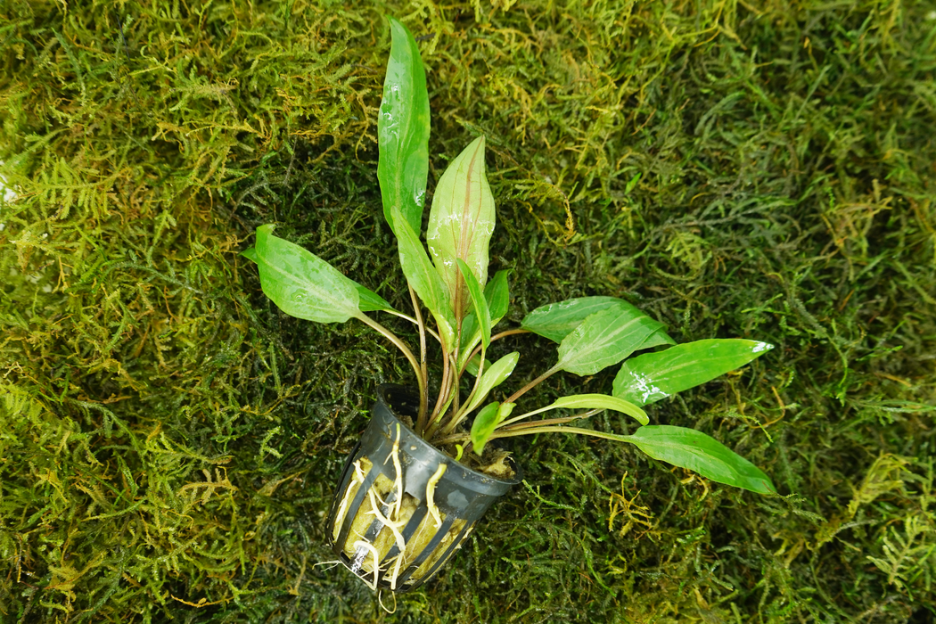 Cryptocoryne Wendtii Red - Potted