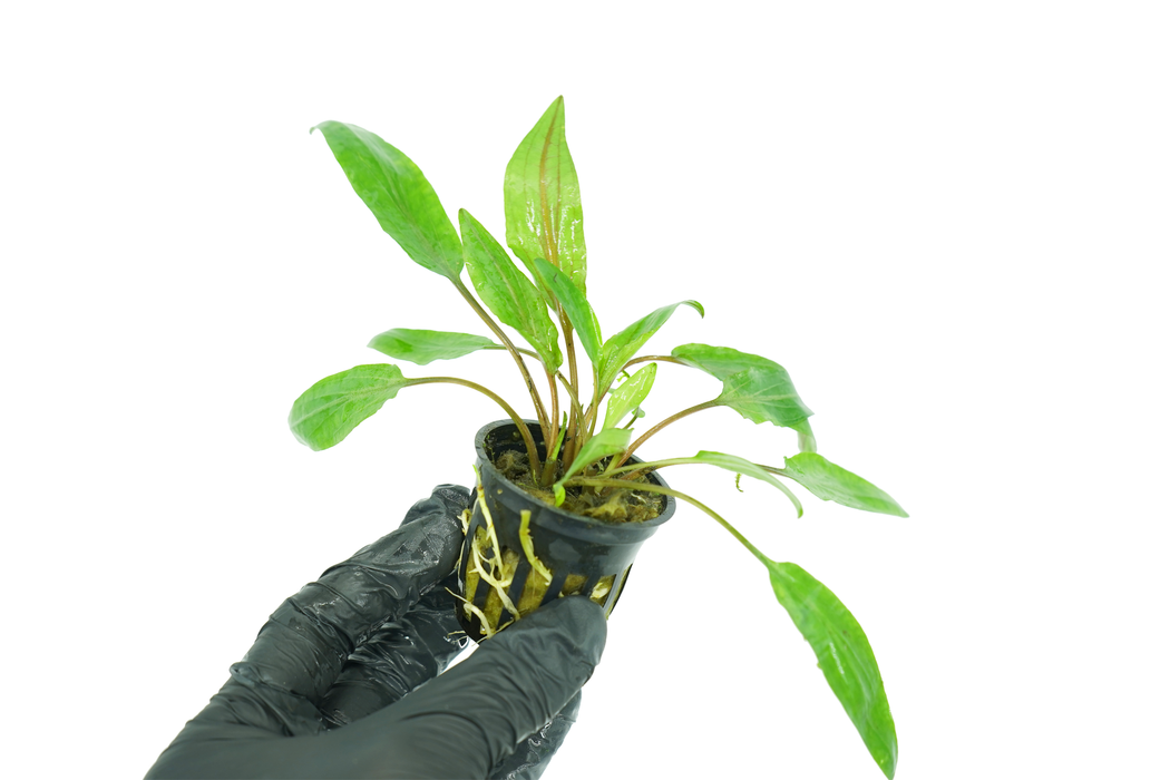 Cryptocoryne Wendtii Red - Potted