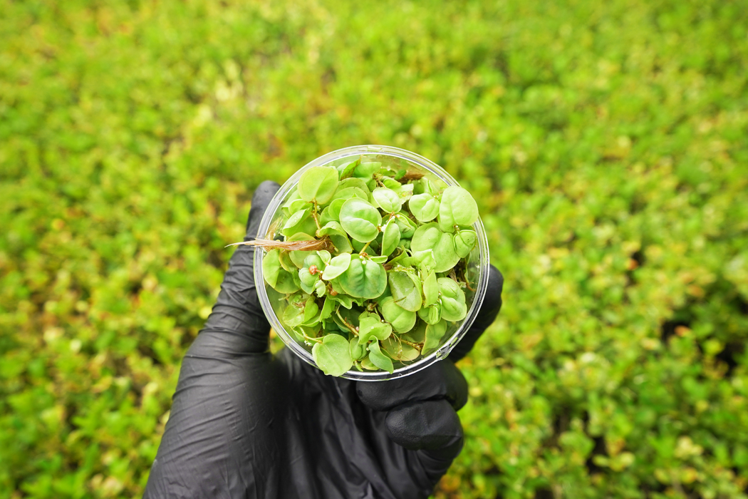 Phyllanthus Fluitans Red - In Cup