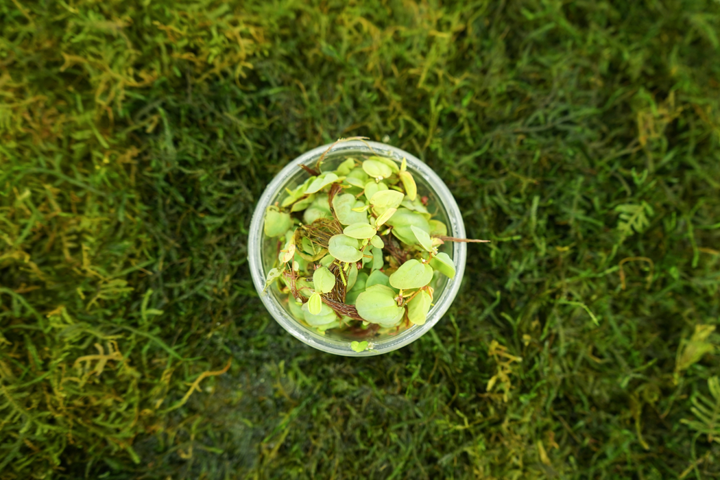 Phyllanthus Fluitans Red - In Cup