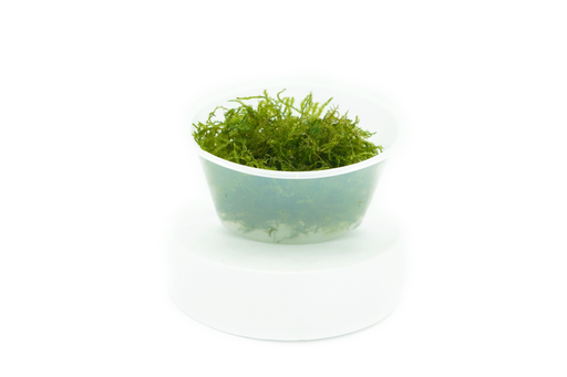 Java Moss - Vesicularia Dubyana - Portion - In Cup