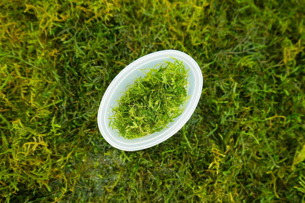 Taiwan Moss- Taxiphyllum Sp Taiwan Moss - In Cup