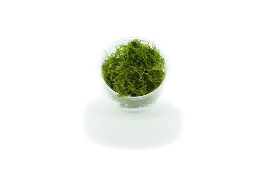 Taiwan Moss- Taxiphyllum Sp Taiwan Moss - In Cup