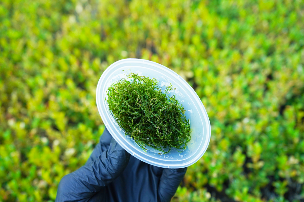 Weeping Moss - Vesicularia Ferriei Weeping Moss - In Cup