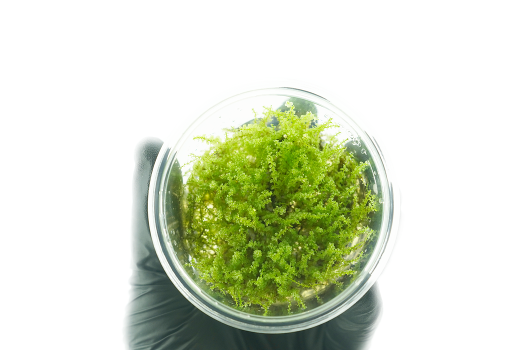 Plagiomnium Affine - Pearl Moss - Tissue Culture