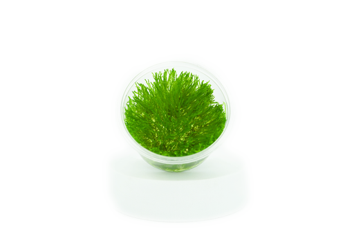 Flame Moss - Tissue Culture