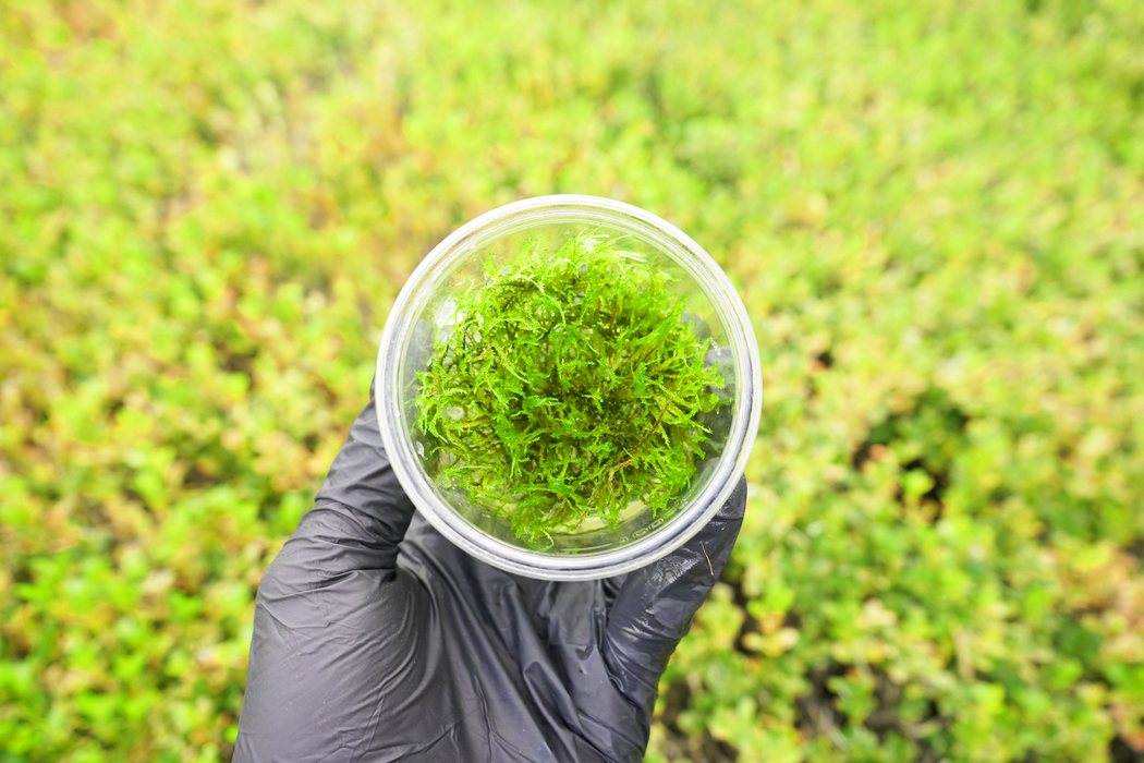 Weeping Moss - Tissue Culture