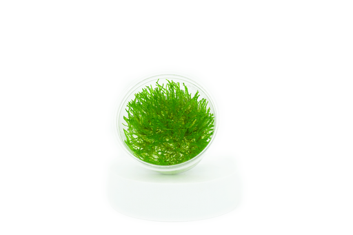 Weeping Moss - Tissue Culture