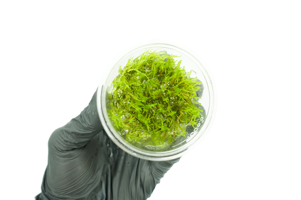 Weeping Moss - Tissue Culture