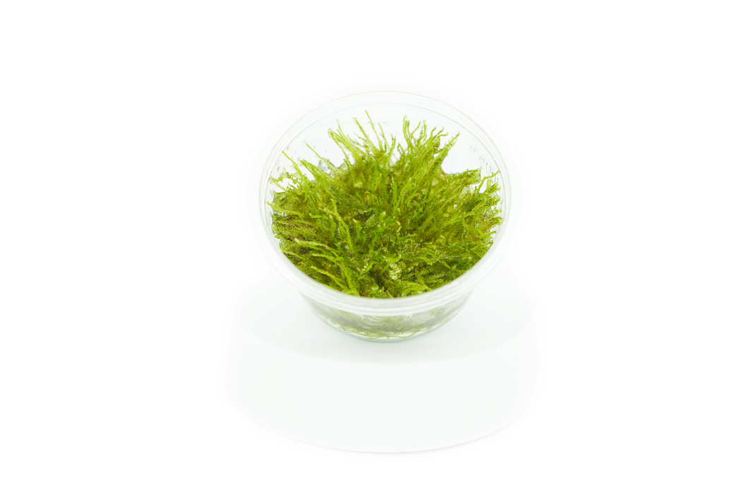 Christmas Moss - Vesicularia Sp Christmas - Tissue Culture