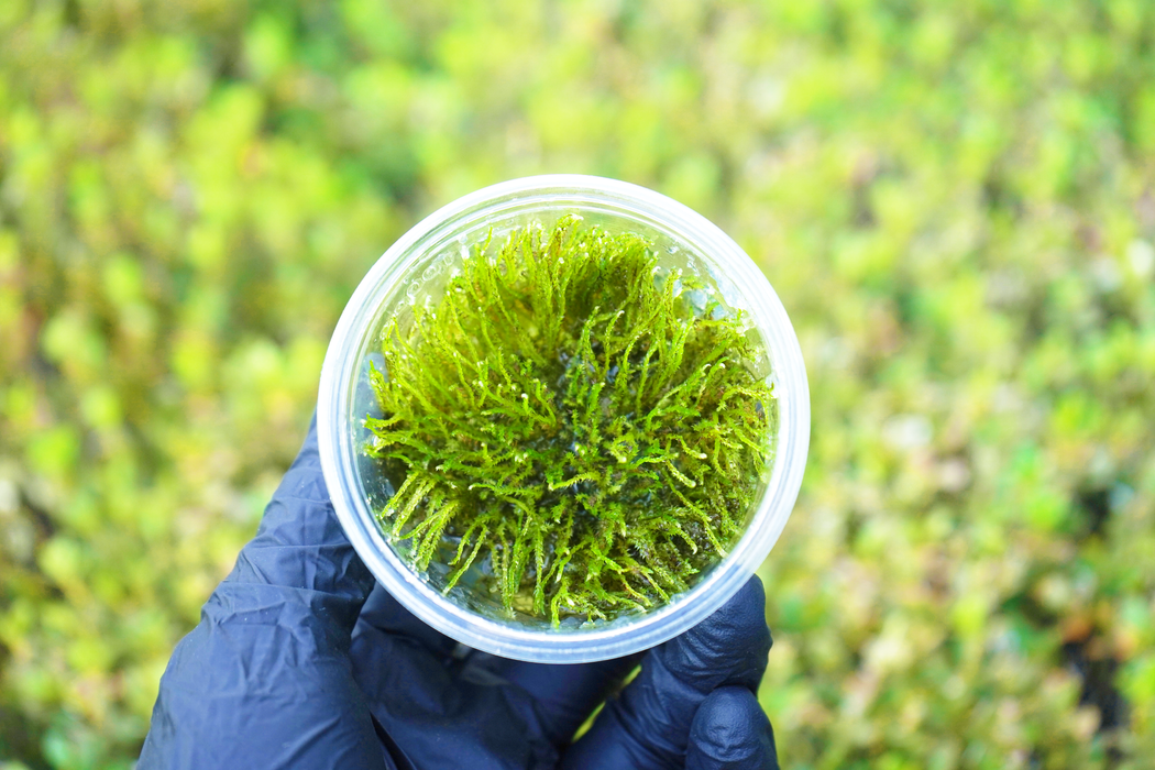 Christmas Moss - Vesicularia Sp Christmas - Tissue Culture