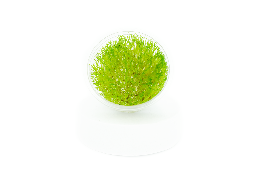 Java Moss - Taxiphyllum Barbieri - Tissue Culture