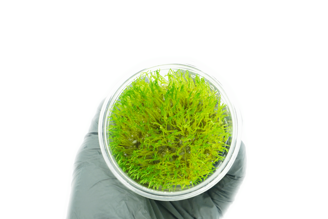 Java Moss - Taxiphyllum Barbieri - Tissue Culture