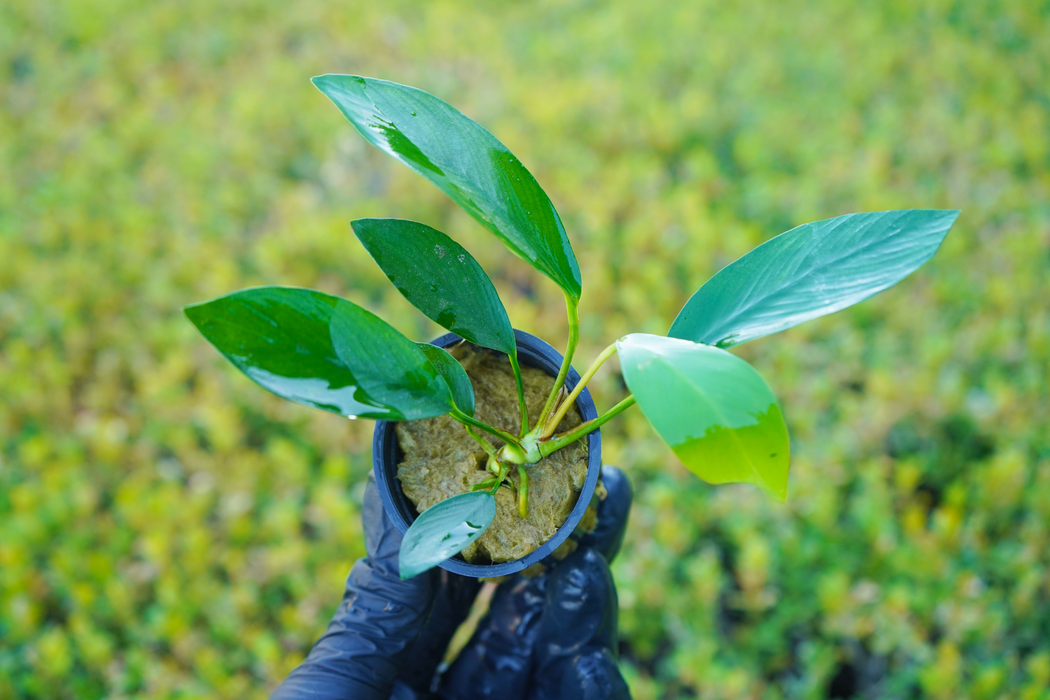 Anubias Hastifolia - Potted