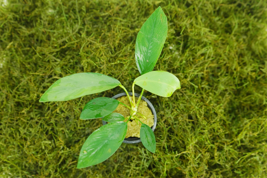 Anubias Hastifolia - Potted