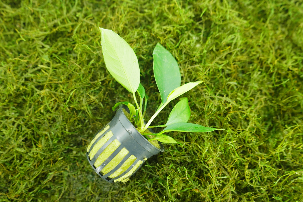 Anubias Frazeri - Potted