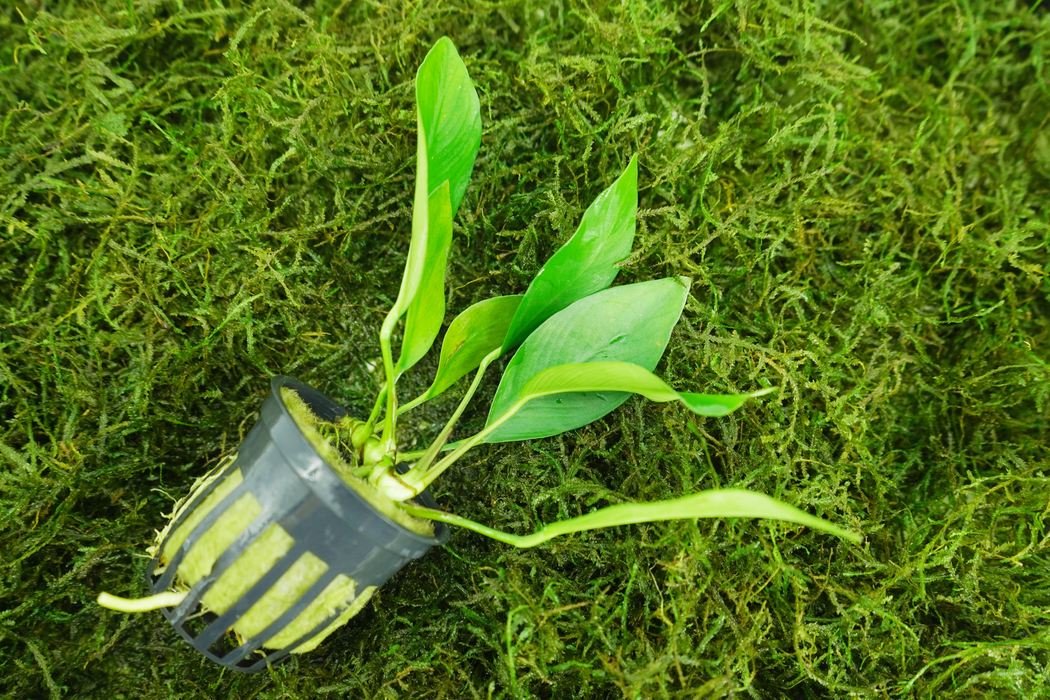 Anubias Nancon - Potted