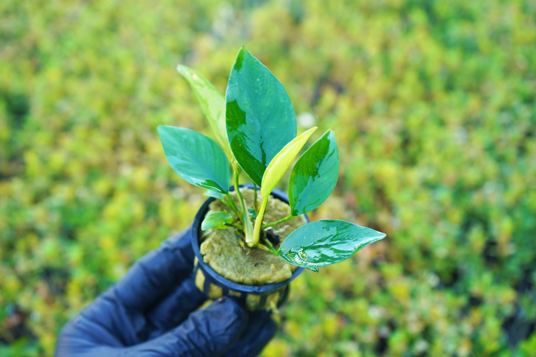 Anubias Nangi - Potted