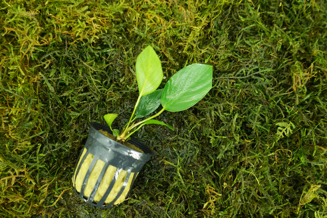 Anubias Nangi - Potted