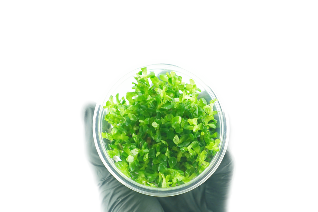 Rotala Bonsai - Tissue Culture