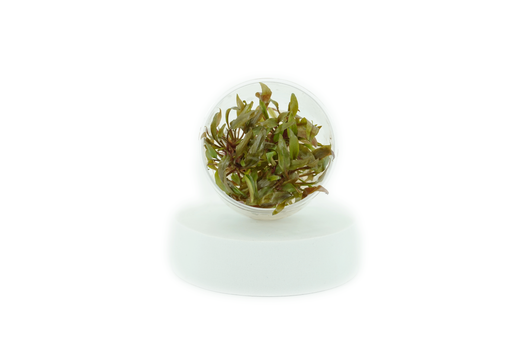 Cryptocoryne Undulatus Red - Tissue Culture