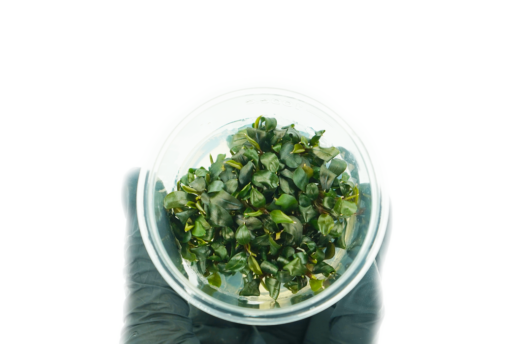 Bucephalandra SP - Tissue Culture