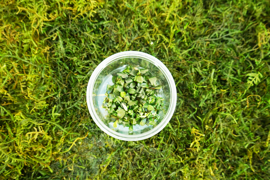 Bucephalandra SP - Tissue Culture