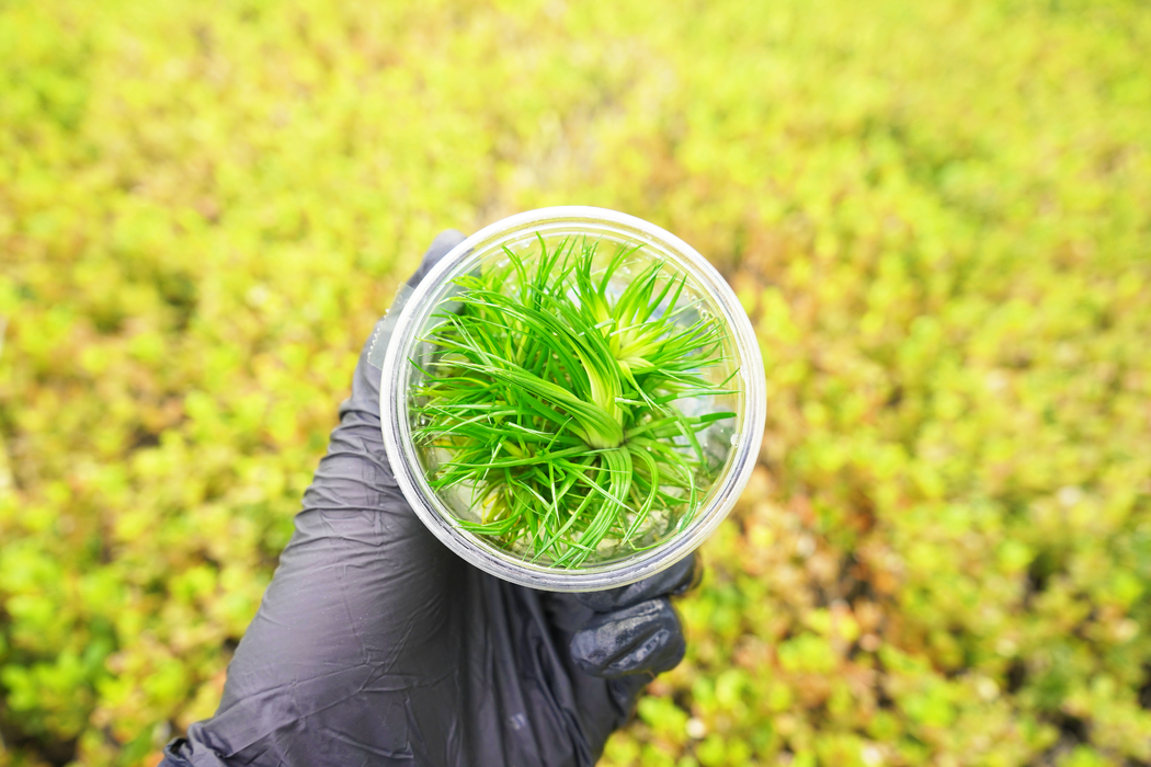 Eriocaulon Polaris - Tissue Culture