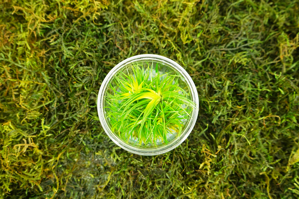 Eriocaulon Polaris - Tissue Culture