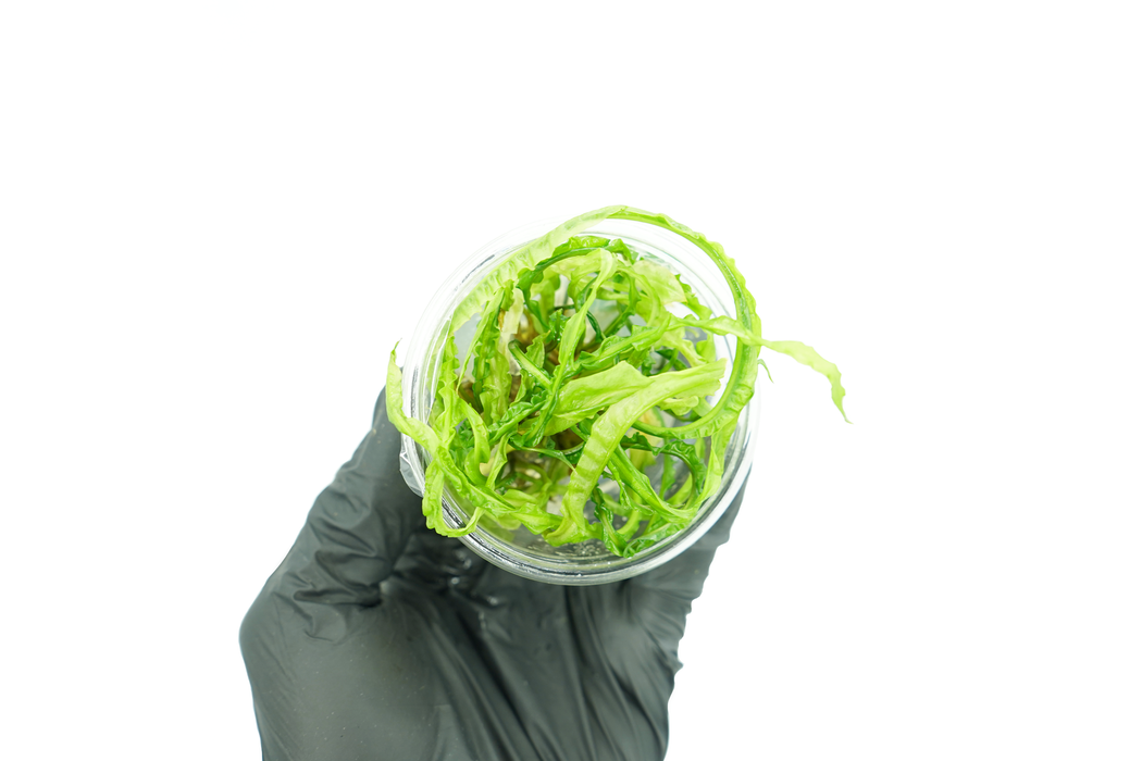 Cryptocoryne Balansae - Tissue Culture