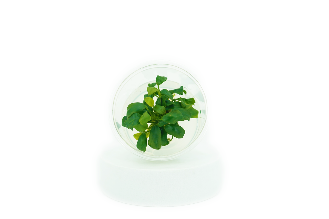 Anubias Nana Petite - Tissue Culture