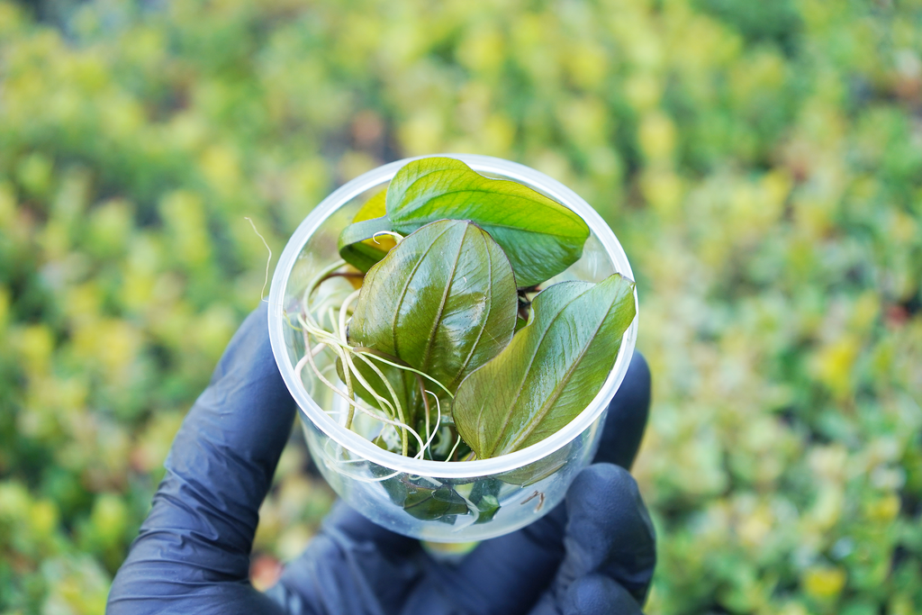 Amazon Sword - Echinodorus Reni - Tissue Culture — GreenproAquatic