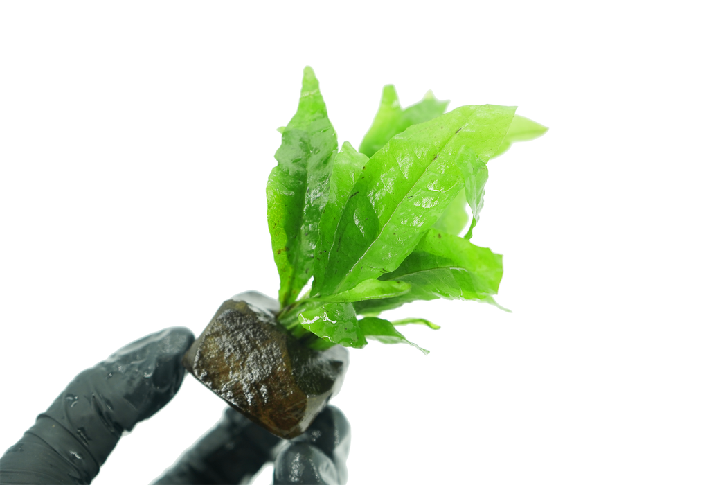 Java Fern - Microsorum Pteropus - Driftwood