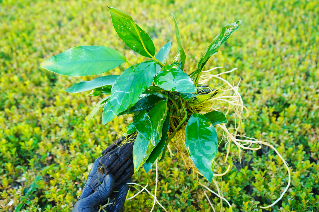 Anubias Nana - Driftwood