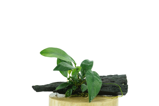 Anubias Nana - Driftwood